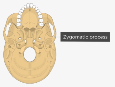 Skull Bone Markings - Pterygoid Process, HD Png Download, Free Download