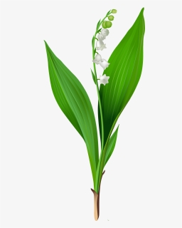 Lily Of The Valley Png, Transparent Png, Free Download