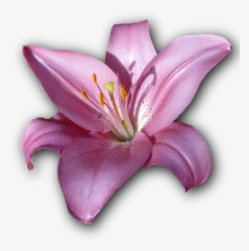 Lily, Flower, Isolated, Png, Violet - Lily, Transparent Png, Free Download