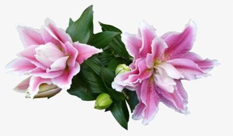 Lily, Flowers, Buds, Blooming - Bouquet, HD Png Download, Free Download