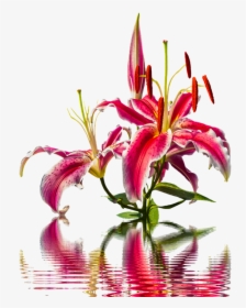 Lily Blossom Bloom Lilies Flower Pink Lily Nature - Lily, HD Png Download, Free Download
