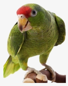 Amazon Parrot Png, Transparent Png, Free Download