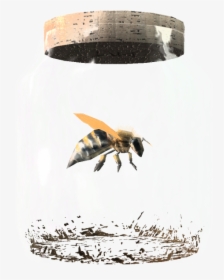 Bee In A Bottle, HD Png Download, Free Download