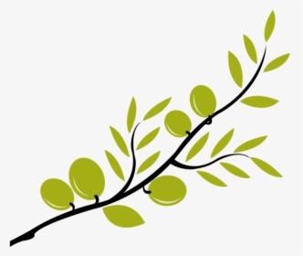 Olive Branch Mediterranean Cuisine Clip Art - Olive Tree Branch Clipart, HD Png Download, Free Download