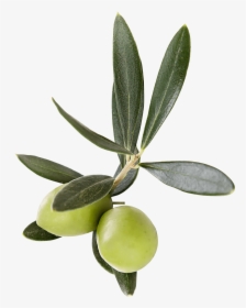 Olive-family - Transparent Olive Leaf Png, Png Download, Free Download
