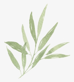 Transparent Transparent Leaf Png - Transparent Olive Leaves Png, Png Download, Free Download
