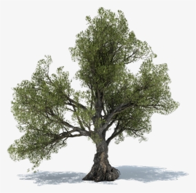 Dietary Supplement Olive Leaf Tree Extract - Olive Tree Free Png, Transparent Png, Free Download