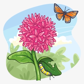 Monarch And Milkweed Clipart, HD Png Download, Free Download