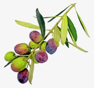 Png Olive Trees Transparent, Png Download, Free Download