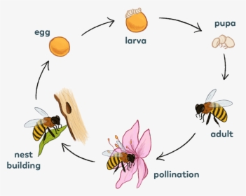 Solitary-bee - Solitary Bee Life Cycle, HD Png Download, Free Download