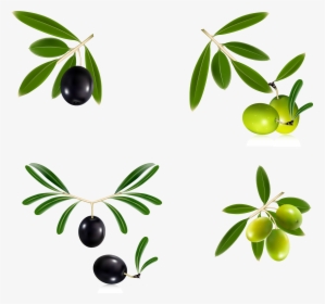 Olive Branch Wreath Png - Olive Oil Vector Free, Transparent Png, Free Download