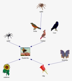 Honey Bee Food Chain - Food Chain With Bees, HD Png Download, Free Download