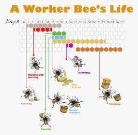 Workerbeelife - Roles Of A Worker Bee, HD Png Download, Free Download