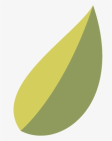Olive Oil Leaf Png Graphic, Transparent Png, Free Download