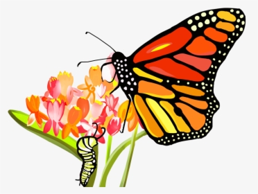 Picture - Clipart Butterfly Smelling Flower, HD Png Download, Free Download