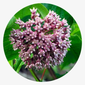 Common Milkweed, HD Png Download, Free Download