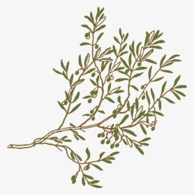 Bush Texture Tile Olive Tree Branch Png - Olive Branch Drawing Clipart, Transparent Png, Free Download