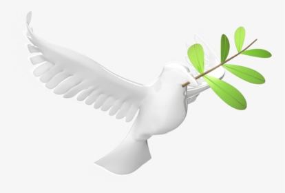Dove With Olive Leaf 800 Clr - Lari, HD Png Download, Free Download