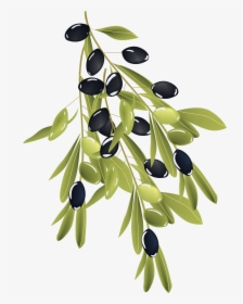 Olive Branch - Olive, HD Png Download, Free Download
