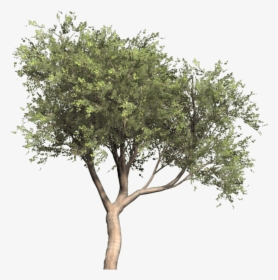 Olive Portable Network Graphics Tree Image Olea Oleaster - Olive Tree Png, Transparent Png, Free Download
