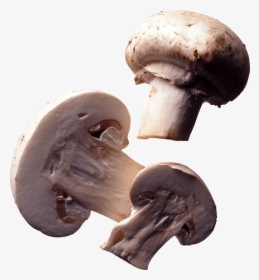 Paris Mushroom - Mushrooms Transparent, HD Png Download, Free Download