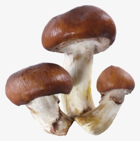 Mushroom Png Image - Mushroom Transparent, Png Download, Free Download