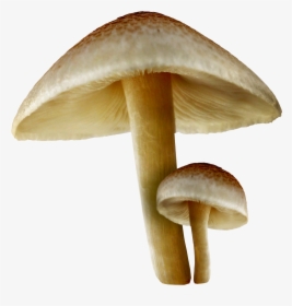 Transparent Fall Mushrooms Png Picture Png Download - Transparent Background Mushroom Png, Png Download, Free Download