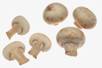 Common Mushroom Fungus Food Mushroom Poisoning - Mushroom Png, Transparent Png, Free Download