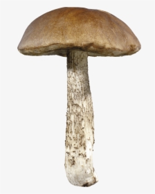 Mushroom Png Image - Mushroom Transparent, Png Download, Free Download