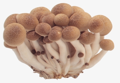 Download For Free Mushroom Png - Mushrooms Transparent Png, Png Download, Free Download