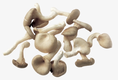 Mushroom Png Image - Mushrooms No Background, Transparent Png, Free Download