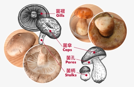 Compare With Shiitake Mushrooms , Boletes (right) Have - 牛 肝 菌 菇, HD Png Download, Free Download