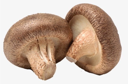 Mushroom Png Images Download - Shiitake, Transparent Png, Free Download