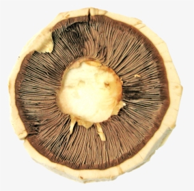 Mushroom Png Image - Portable Network Graphics, Transparent Png, Free Download