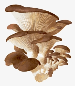 Edible Mushroom Png Download Image - Hongos Pleurotus, Transparent Png, Free Download