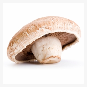 Mushroom With White Background, HD Png Download, Free Download