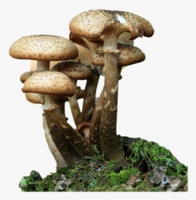 Fungi, Mushrooms, Forest, Mushroom, Nature, Autumn - Hepatotoxic Mushrooms, HD Png Download, Free Download