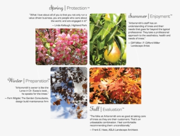 Arborsmith 4 Seasons - Rhododendron Catawbiense, HD Png Download, Free Download