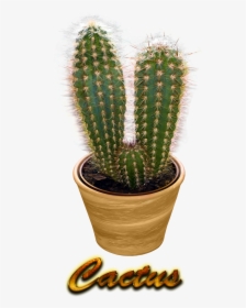 Cactus Png Pic - Cactus Png, Transparent Png, Free Download