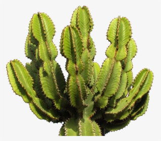 Cactus Png Image - Transparent Cactus Png, Png Download, Free Download