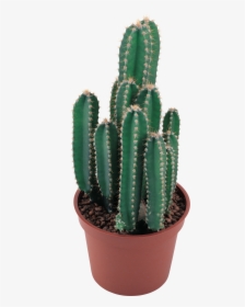 Cactus Plant Png, Transparent Png, Free Download