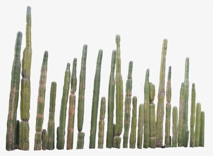 Cactus Png - 1000 Pics - Organos Cactus Png, Transparent Png, Free Download
