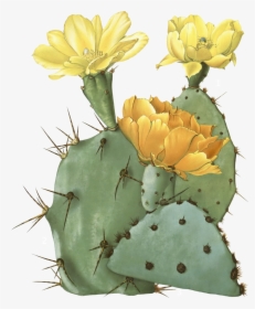 Drawn Cactus Prickly Pear Cactus Pencil And Color - Prickly Pear Cactus Transparent, HD Png Download, Free Download