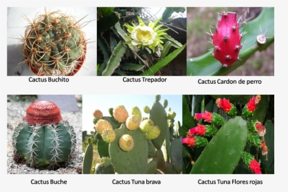Cactus - Tuna Planta, HD Png Download, Free Download
