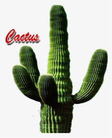Cactus Png - Cactus Con El Nombre, Transparent Png, Free Download