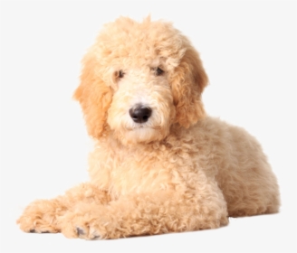 Goldendoodle Golden Retriever Labradoodle Poodle Puppy - Golden Doodle No Background, HD Png Download, Free Download