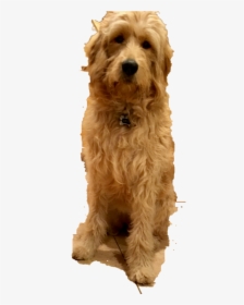 Arizona Goldendoodle Red, HD Png Download, Free Download