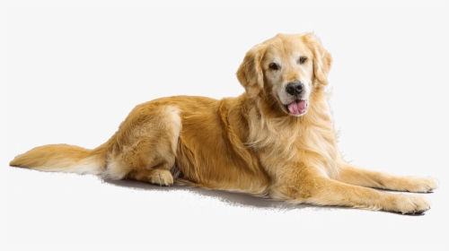 Puppies Retriever Huge - Golden Retriever Transparent Background, HD Png Download, Free Download