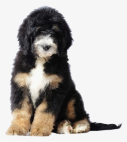 Bernese Mountain Dog Poodle Bernedoodle Puppy Goldendoodle - Goldendoodle Bernese Mountain Dog, HD Png Download, Free Download