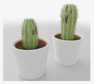 San Pedro Cactus , Png Download - San Pedro Cactus, Transparent Png, Free Download